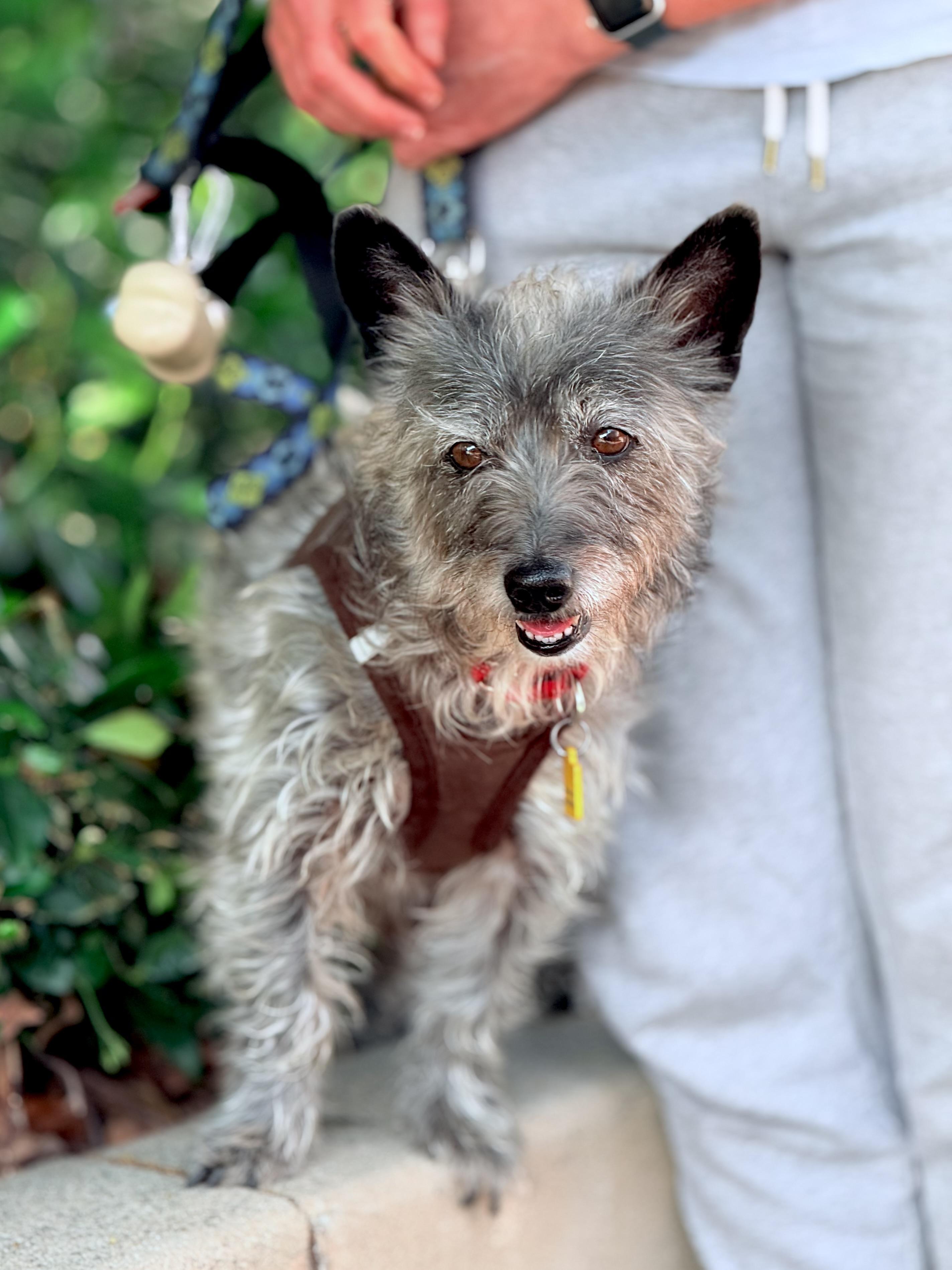Scooby, an adoptable Schnauzer in Thousand Oaks, CA, 91362 | Photo Image 3