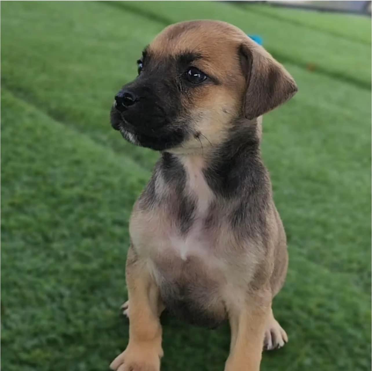 Dog for adoption Chante, a Boxer Mix in Falls Church, VA Petfinder