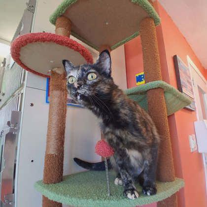 Enlarge Robin, a Adoptable mixed breed in Scottsbluff, NE image 1/3