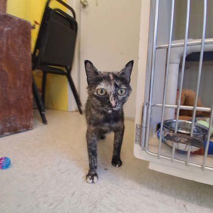 Enlarge Robin, a Adoptable mixed breed in Scottsbluff, NE image 2/3