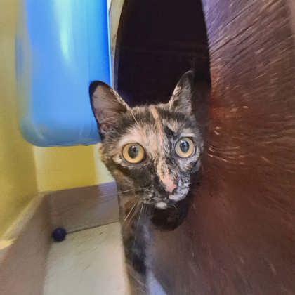 Enlarge Robin, a Adoptable mixed breed in Scottsbluff, NE image 3/3