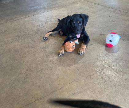 Jill, Adoptable, Puppy Female Black and Tan Coonhound & Mixed Breed.