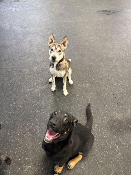 Enlarge Jill, a Adoptable mixed breed in Alamo Heights, TX image 2/3