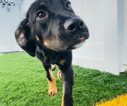 Jill, Adoptable, Puppy Female Black and Tan Coonhound & Mixed Breed.