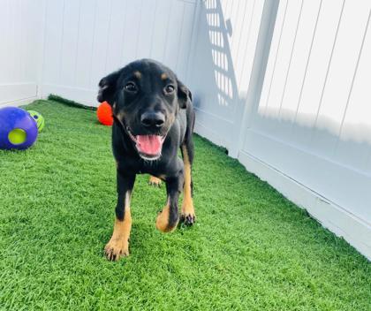 Enlarge Jill, a Adoptable mixed breed in Alamo Heights, TX image 3/3