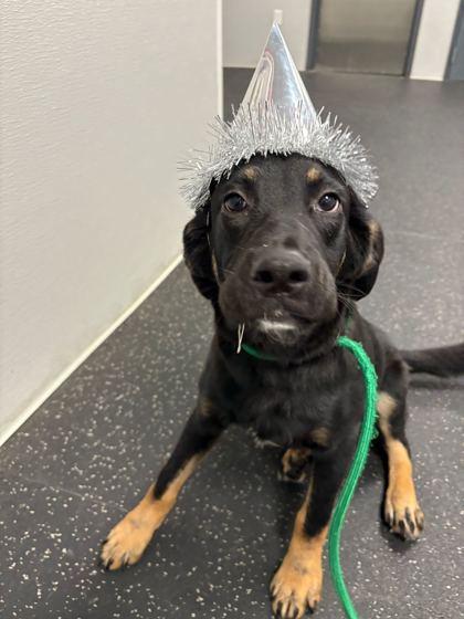 Enlarge Jill, a Adoptable mixed breed in Alamo Heights, TX image 3/3