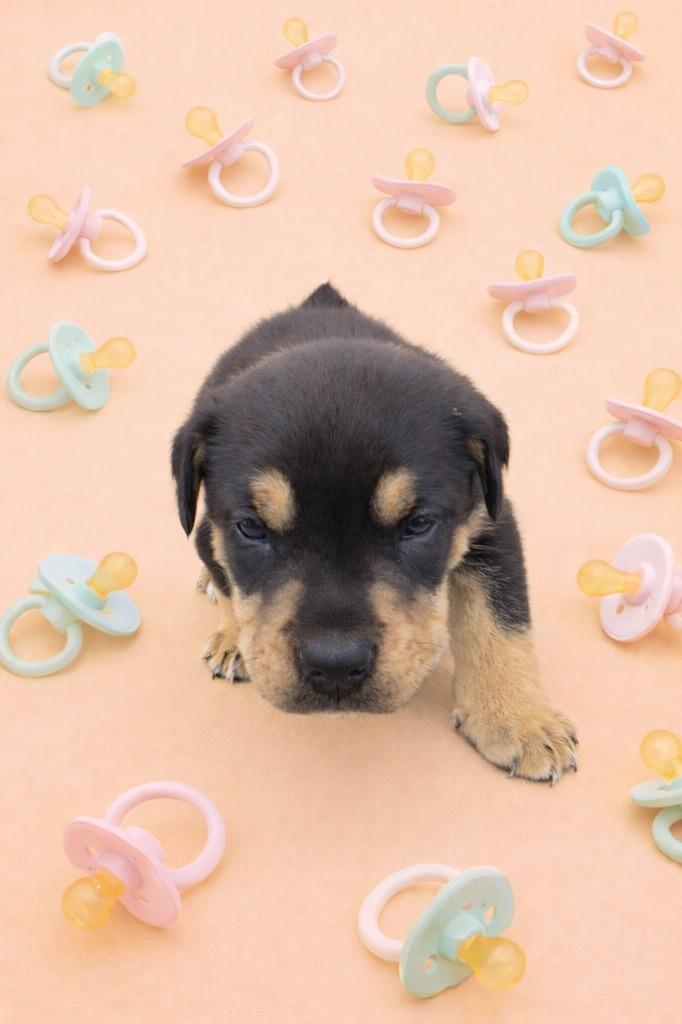 Enlarge Ellie, a Adopted mixed breed in Wauchula, FL image 1/1