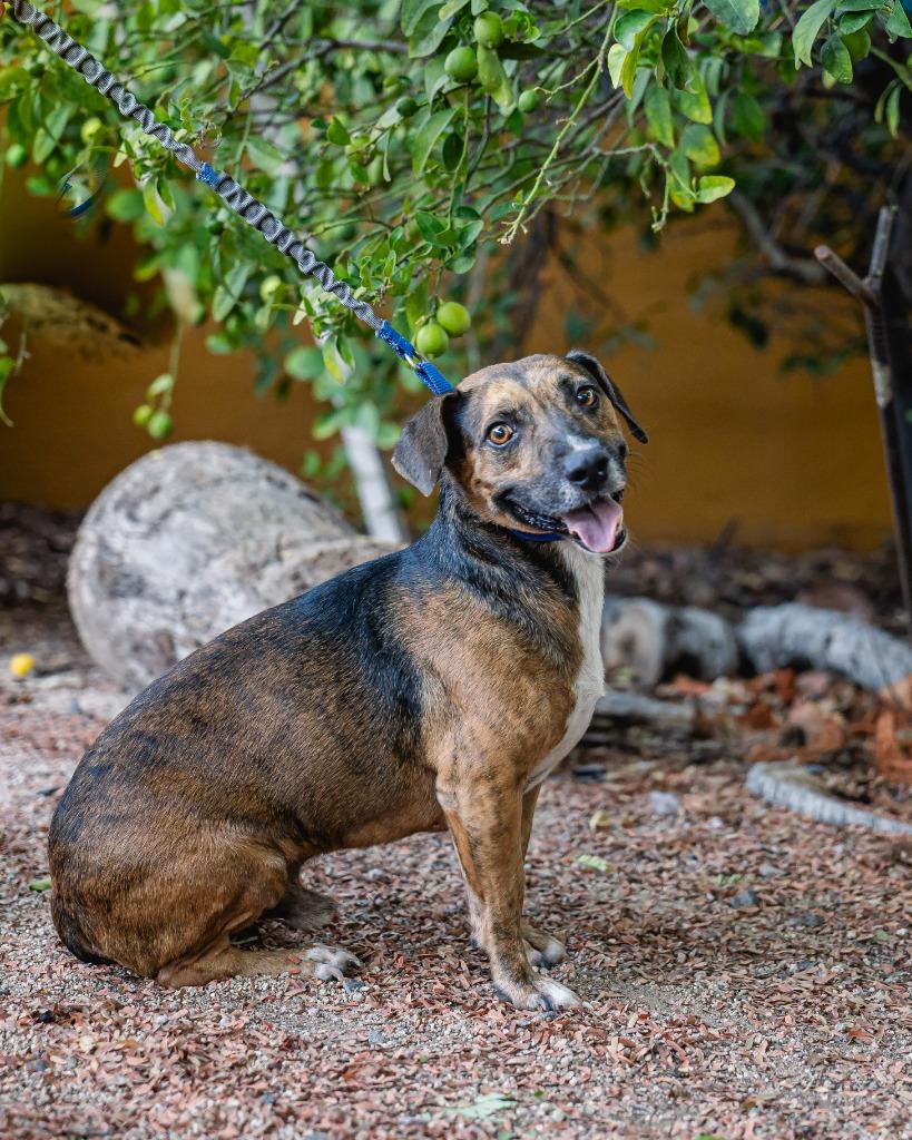 Enlarge Chimenea, a Adoptable mixed breed in Anacortes, WA image 2/5