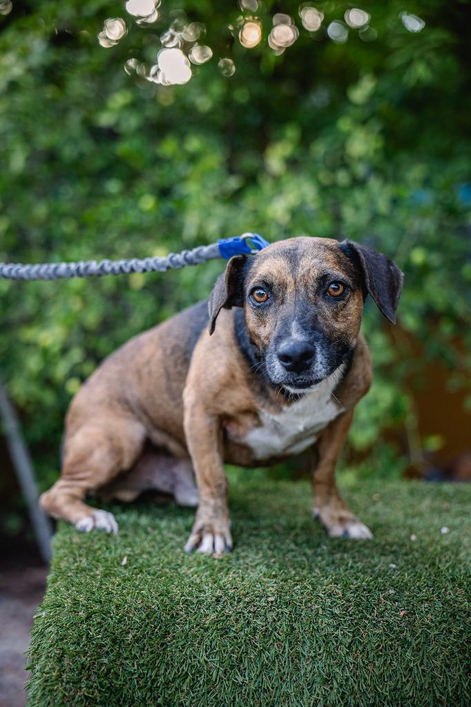 Enlarge Chimenea, a Adoptable mixed breed in Anacortes, WA image 3/5
