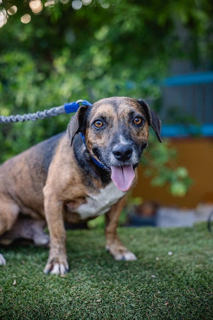 Enlarge Chimenea, a Adoptable mixed breed in Anacortes, WA image 2/5