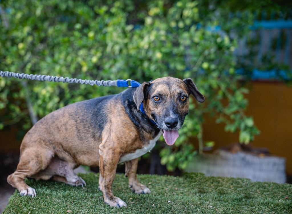 Enlarge Chimenea, a Adoptable mixed breed in Anacortes, WA image 5/5