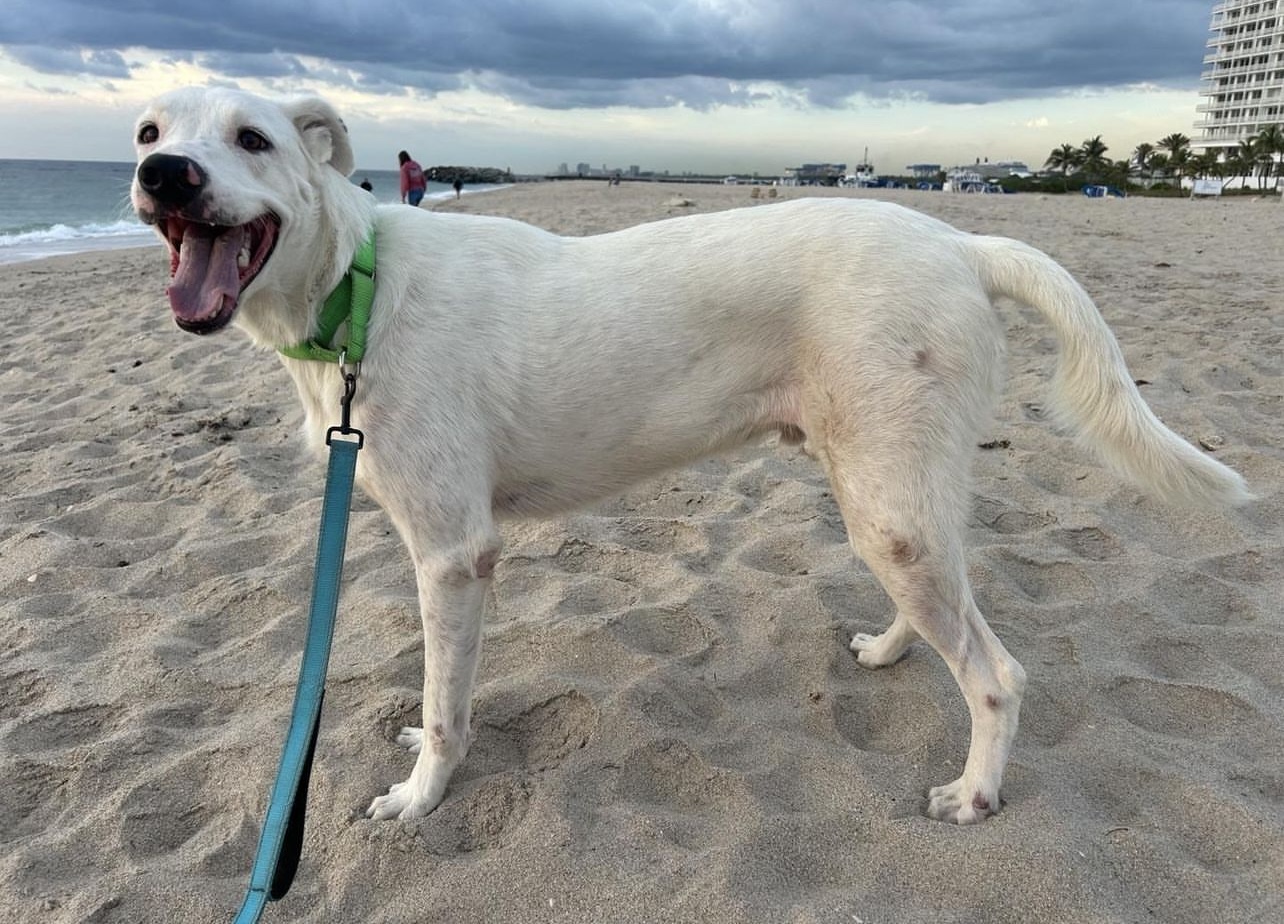 Enlarge Abaco , a Adoptable mixed breed in Fort Lauderdale, FL image 7/7