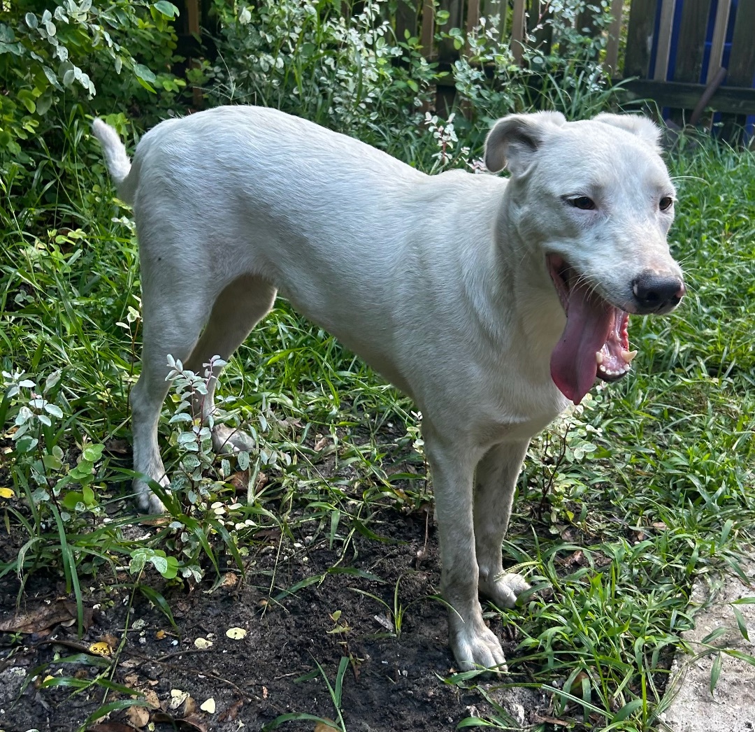 Abaco , Adoptable, Young Male Labrador Retriever & Golden Retriever.