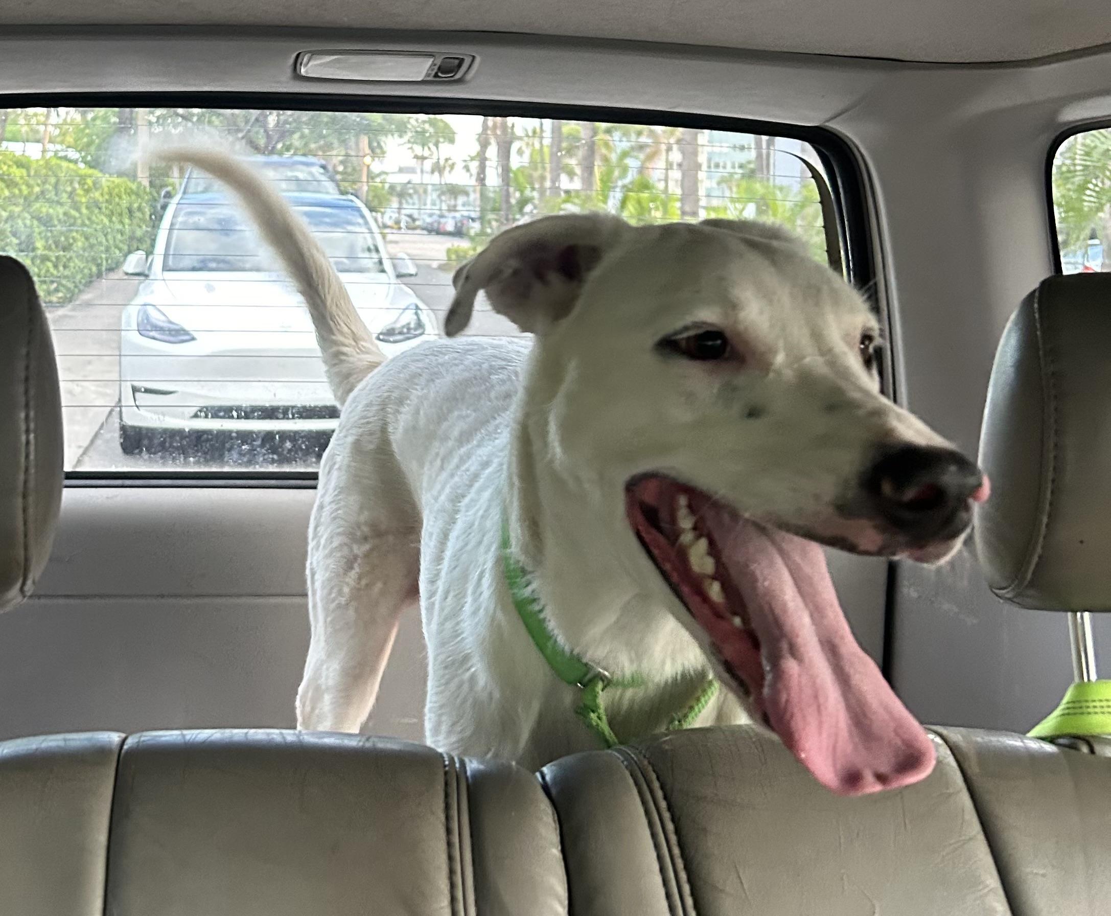 Abaco , a Adoptable mixed breed in Fort Lauderdale, FL image 2/7