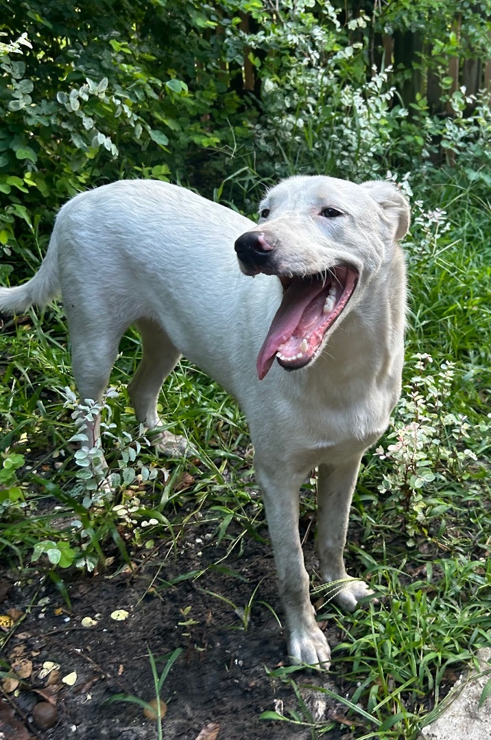 Abaco , a Adoptable mixed breed in Fort Lauderdale, FL image 3/7