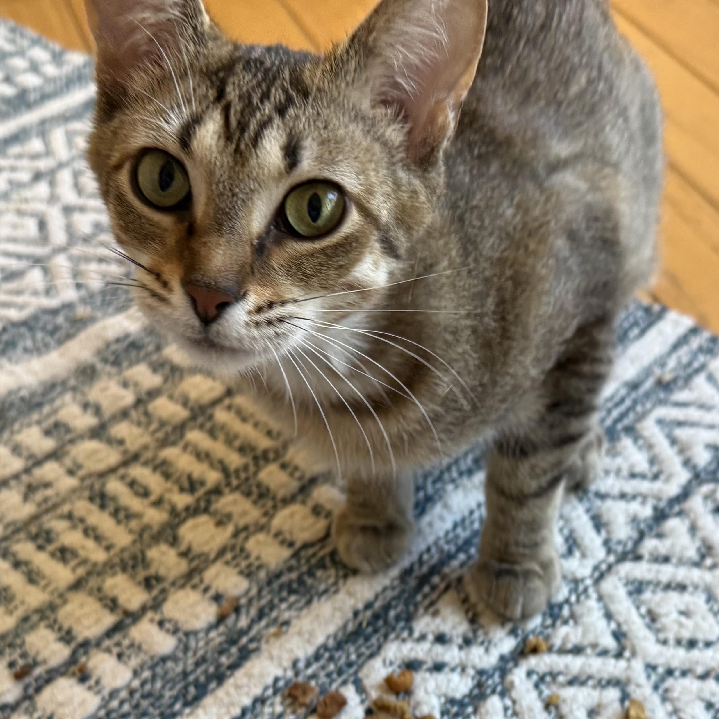 Annie, an adopted mixed breed in Fort Oglethorpe, GA image 5/5