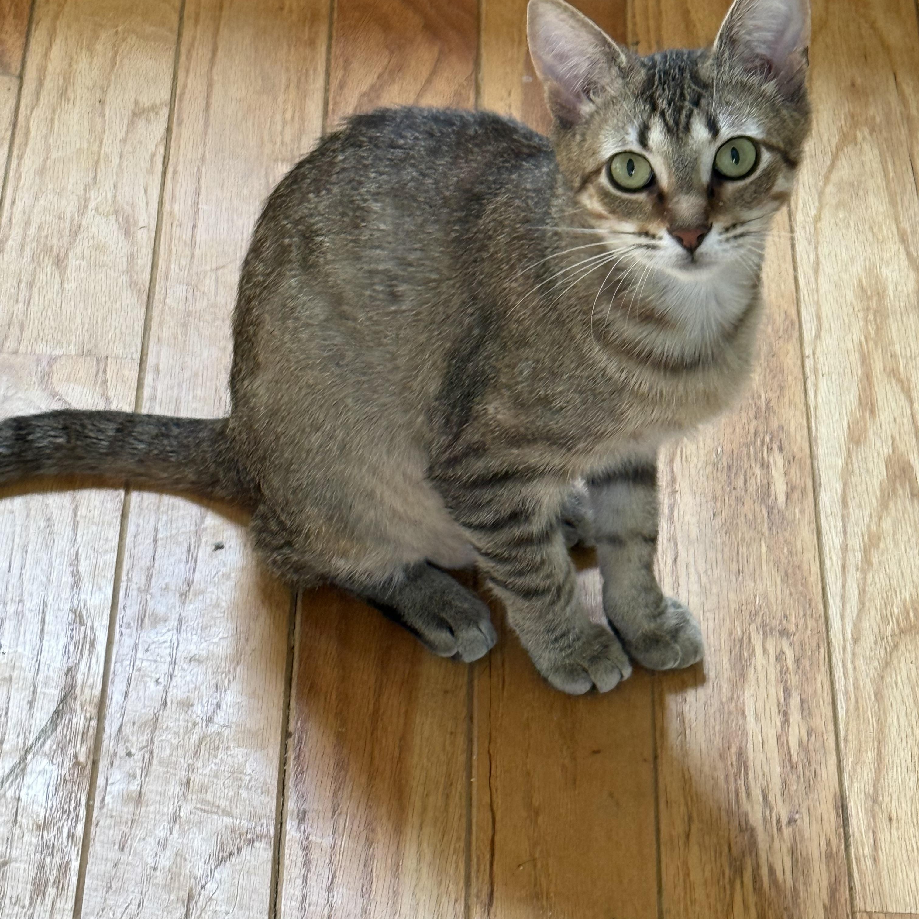 Annie, an adopted mixed breed in Fort Oglethorpe, GA image 2/5