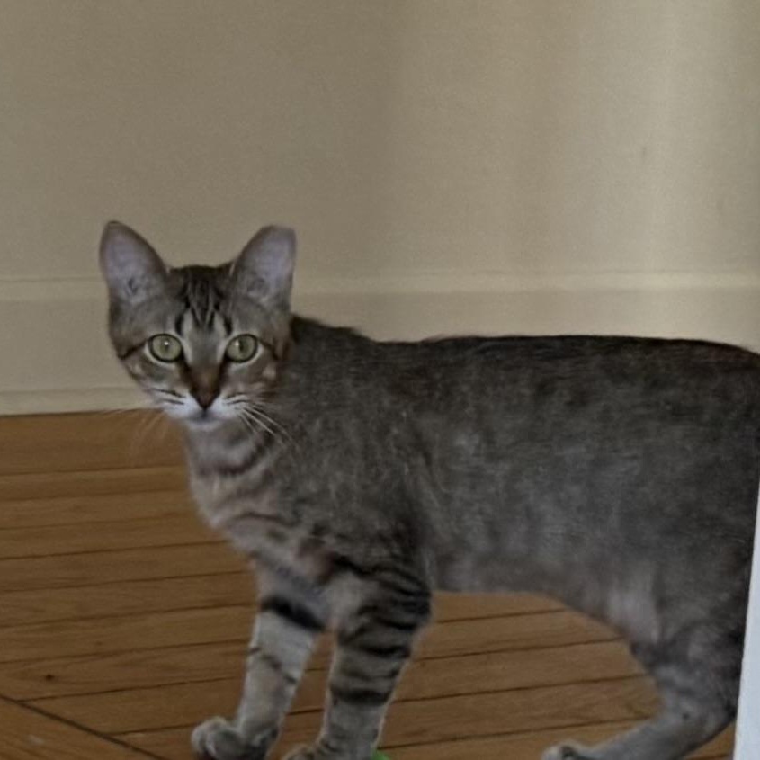 Annie, an adopted mixed breed in Fort Oglethorpe, GA image 4/5