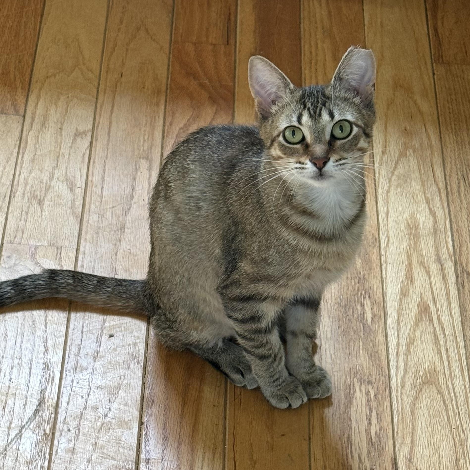 Annie, an adopted mixed breed in Fort Oglethorpe, GA image 1/5