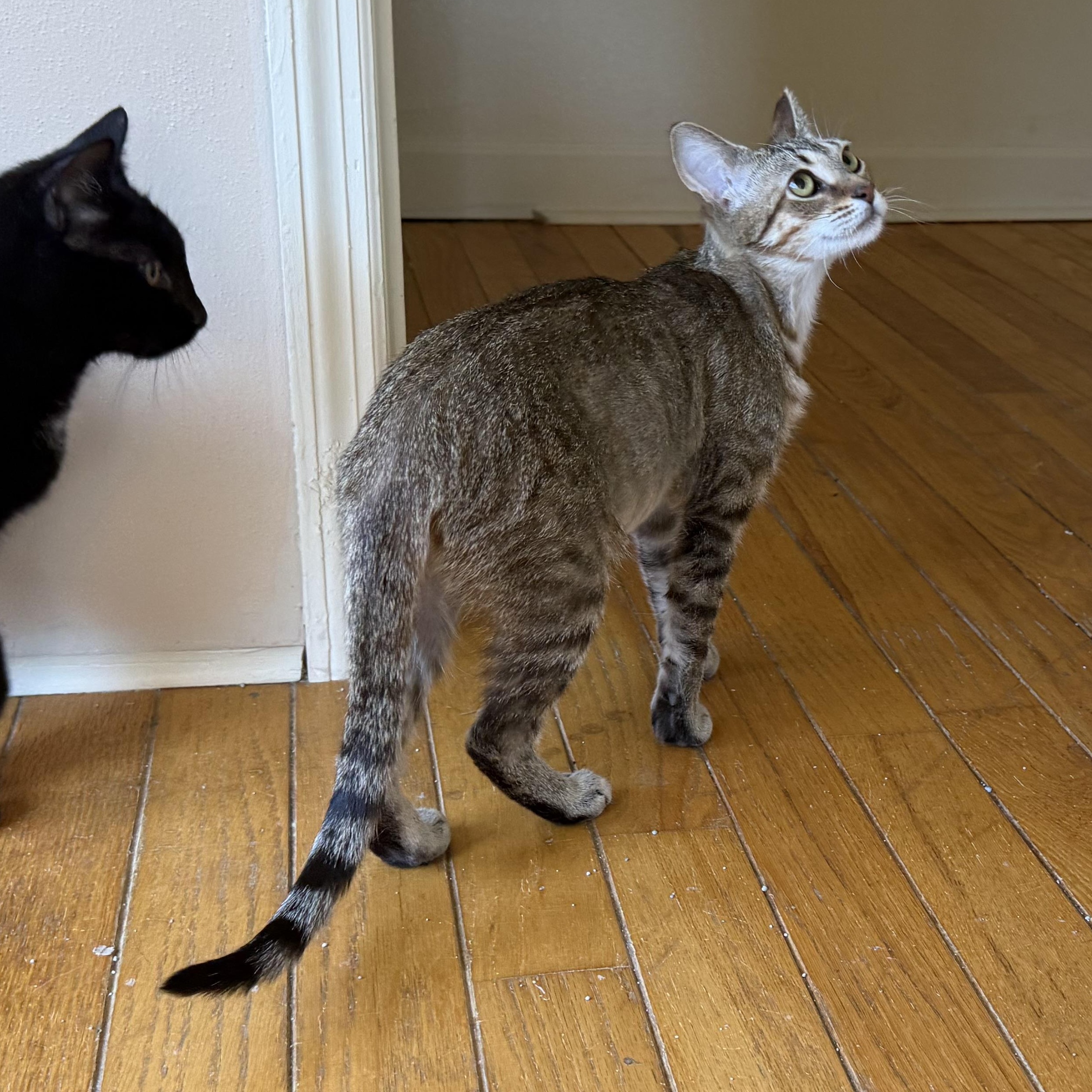 Annie, an adopted mixed breed in Fort Oglethorpe, GA image 3/5