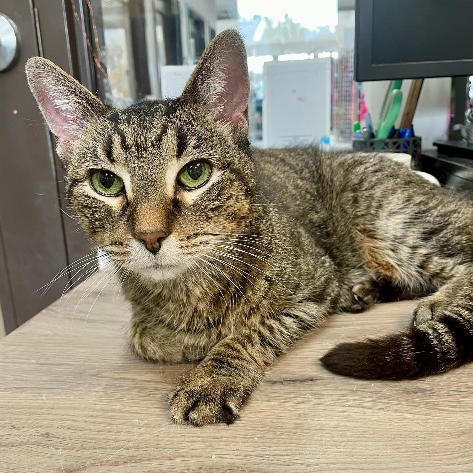 Morris - Adoption Pending