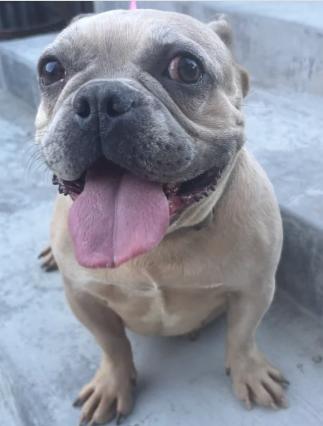Diamond, ADOPTABLE, Adult Female French Bulldog.