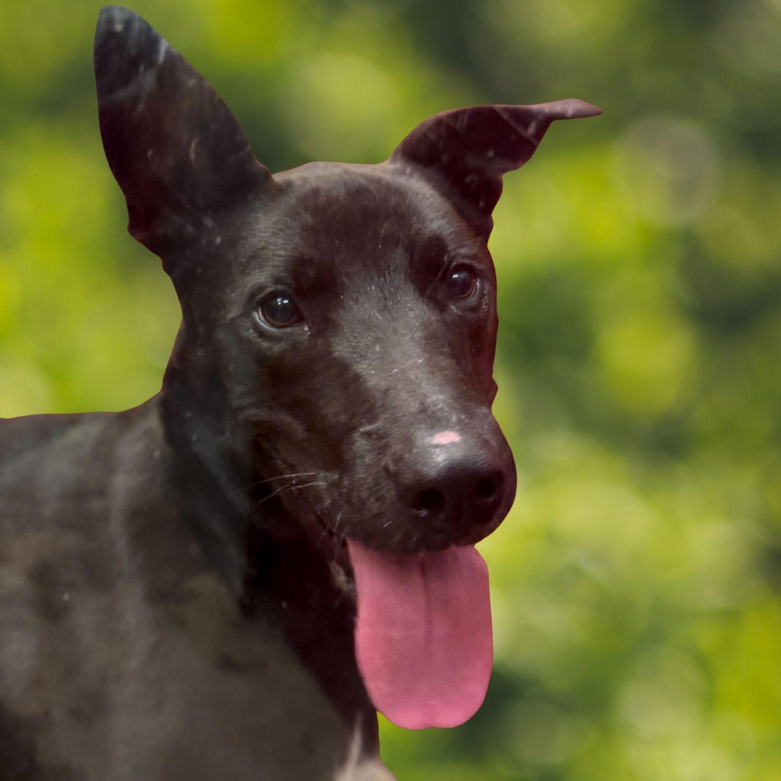 Hank, ADOPTABLE, Young Male Black Labrador Retriever & German Shepherd Dog.
