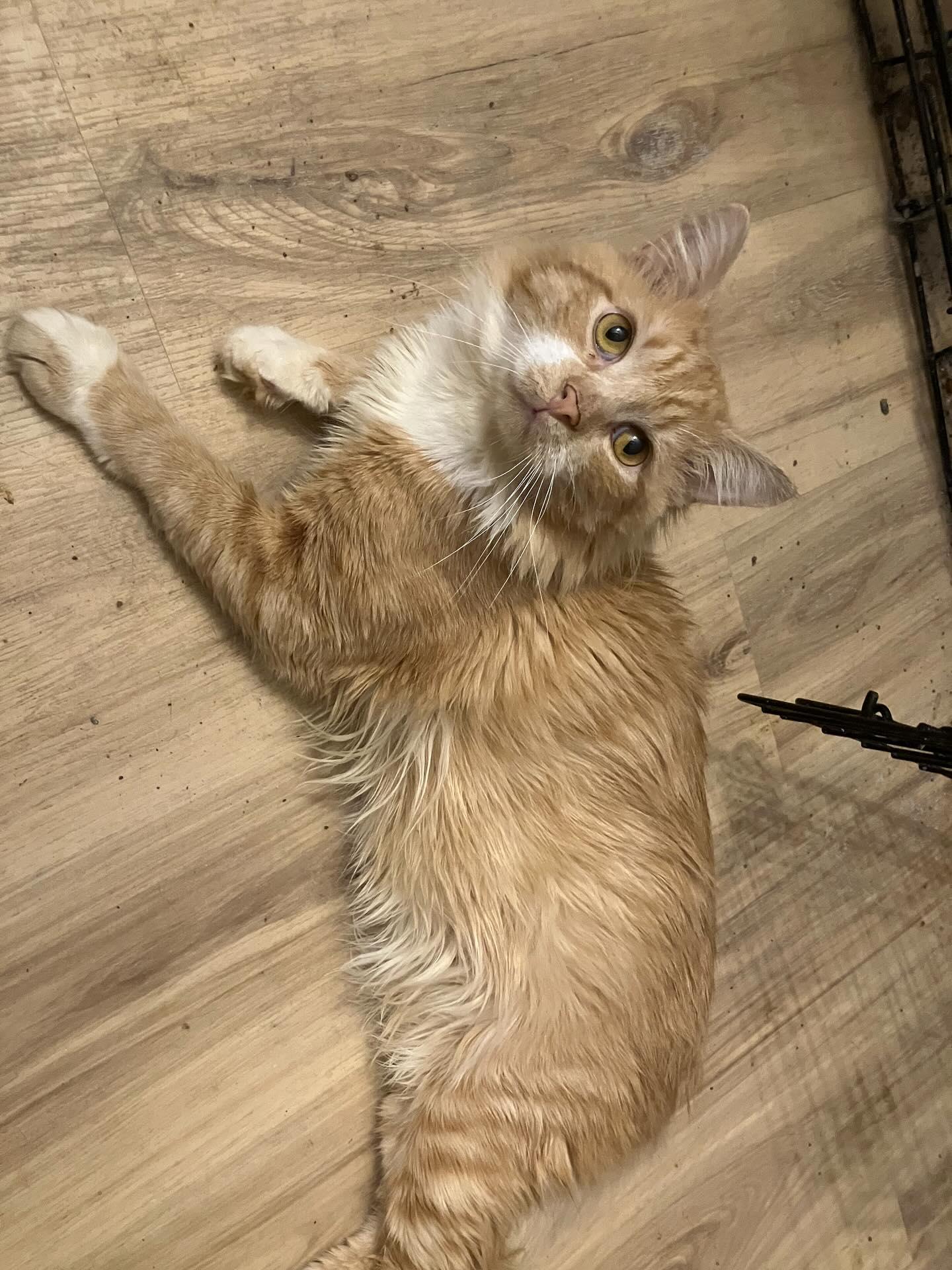 Labubu (FIV+), a Adoptable Domestic Medium Hair in Levittown, PA image 1/3