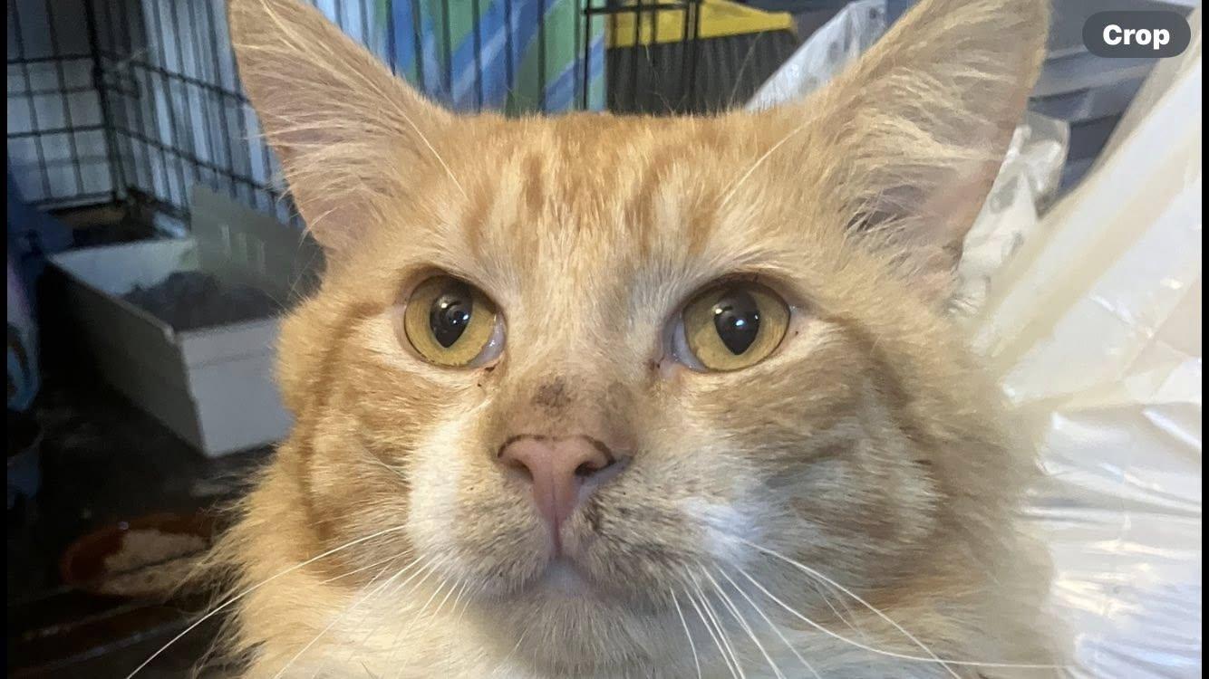 Labubu (FIV+), a Adoptable Domestic Medium Hair in Levittown, PA image 2/3