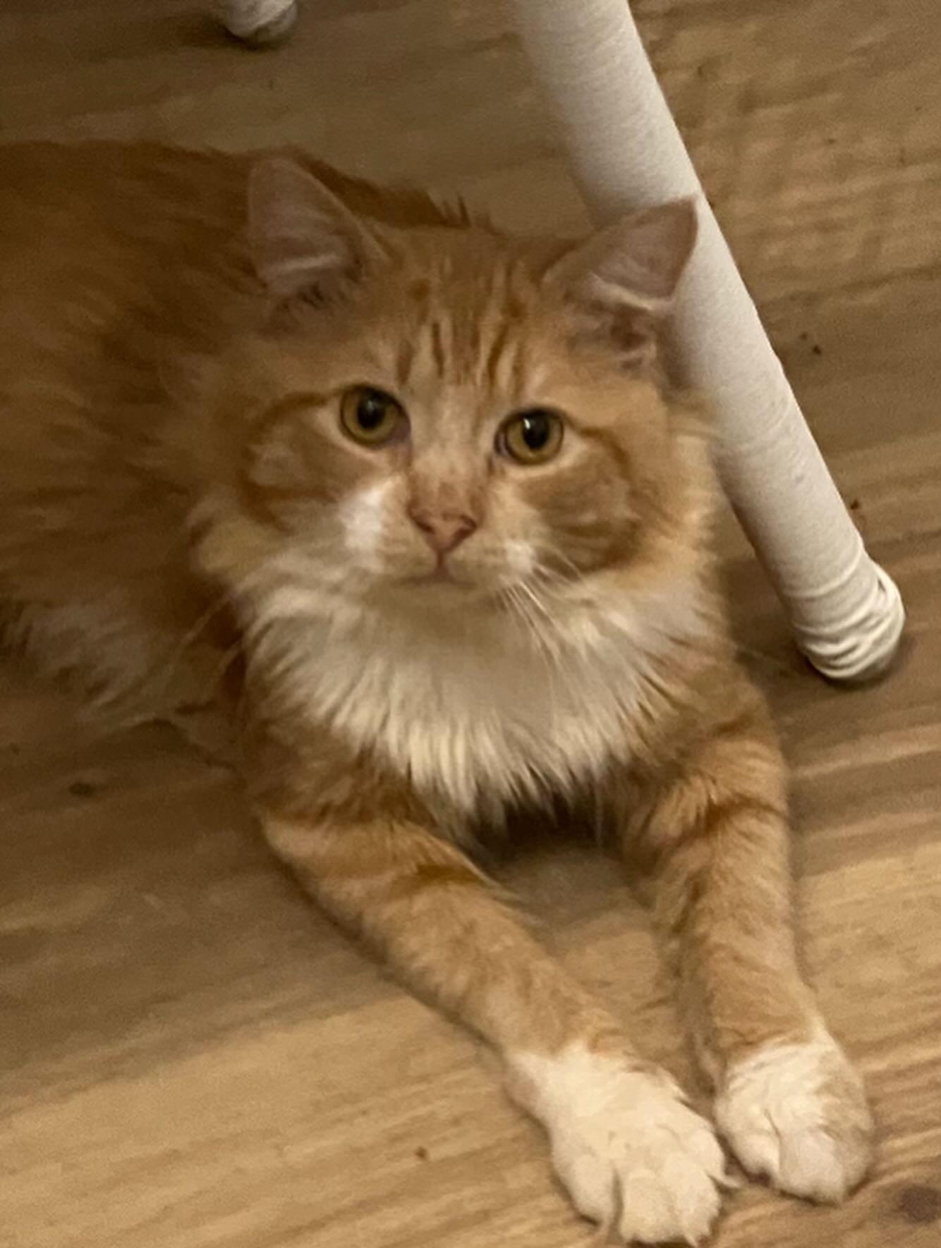 Labubu (FIV+), a Adoptable Domestic Medium Hair in Levittown, PA image 3/3