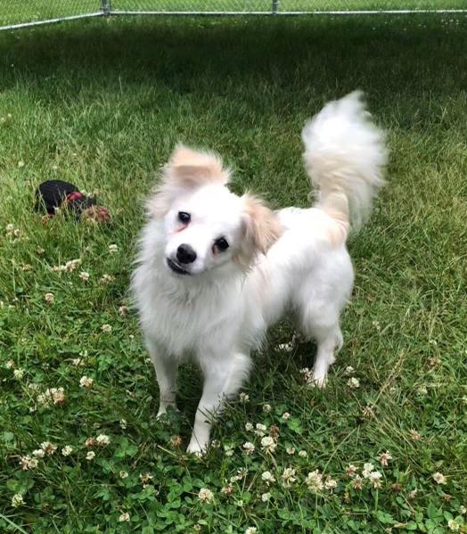 Eva, Young Female Chihuahua
