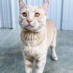 Mcmuffin thumbnail 2