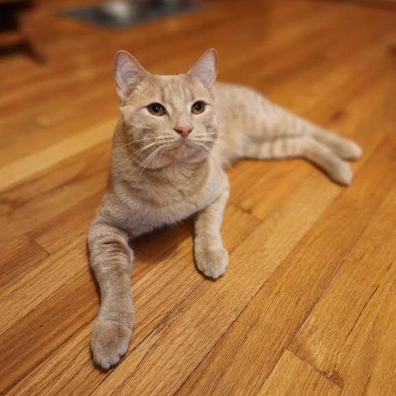 Mcmuffin thumbnail 3