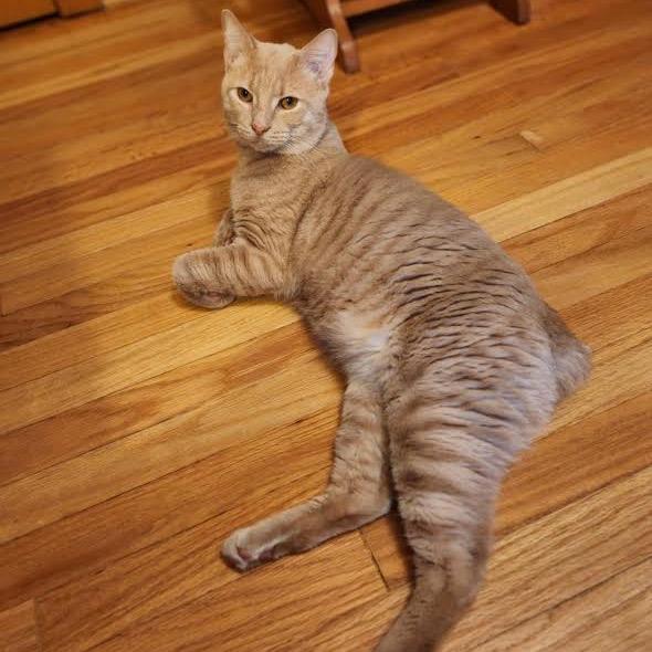 Mcmuffin thumbnail 4