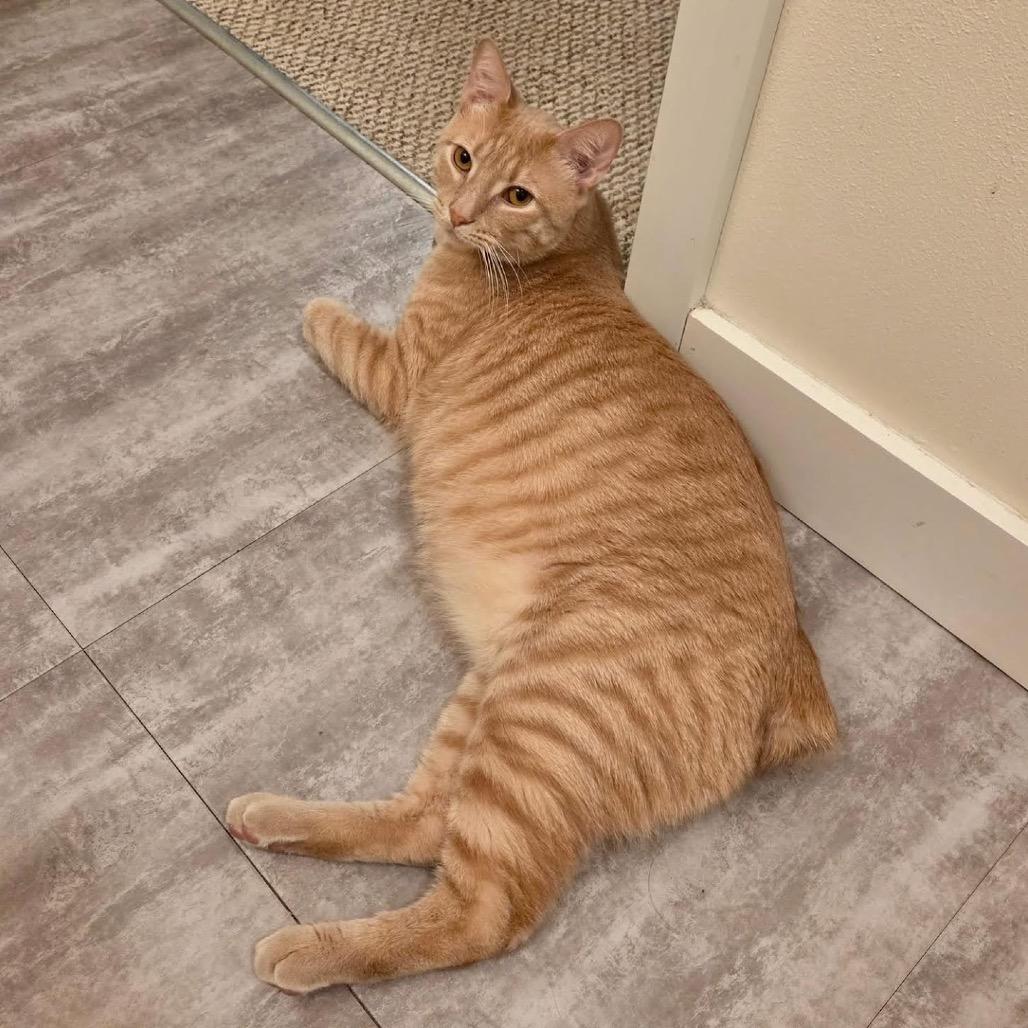 Mcmuffin thumbnail 5