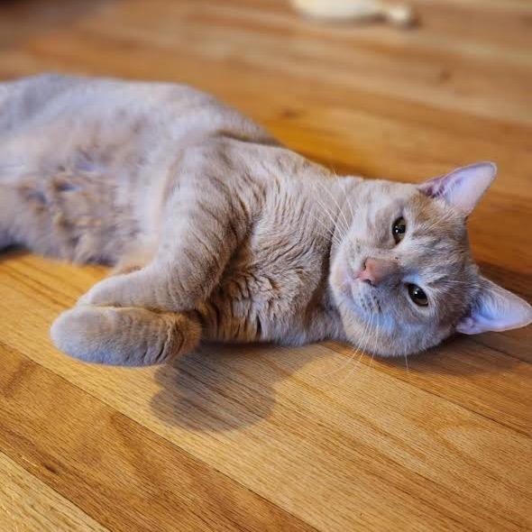 Mcmuffin thumbnail 6