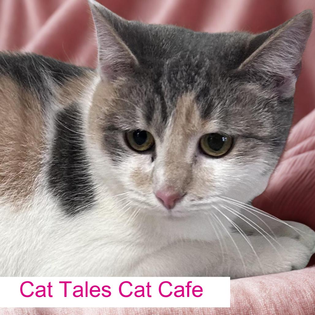 Enlarge Ritz, a Adoptable Domestic Short Hair in Chapel Hill, NC image 1/2