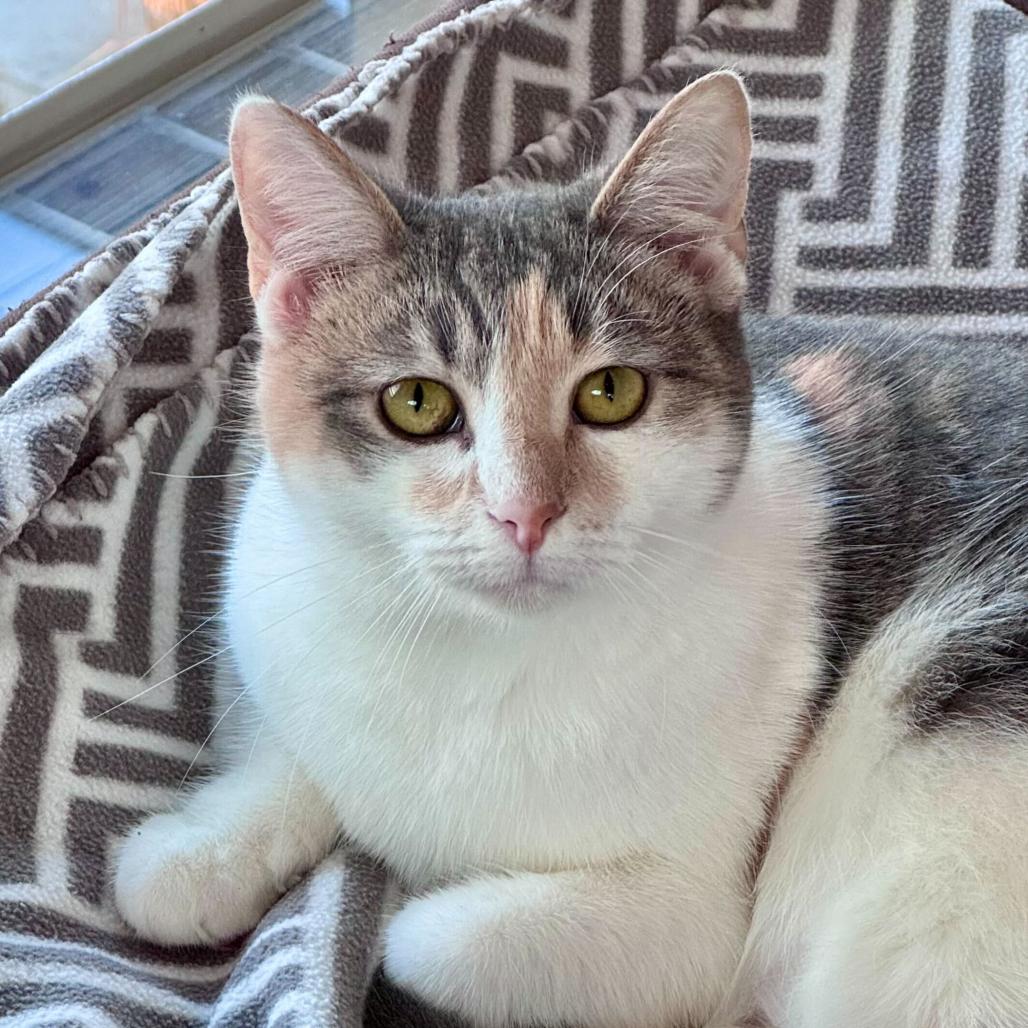 Enlarge Ritz, a Adoptable Domestic Short Hair in Chapel Hill, NC image 2/5