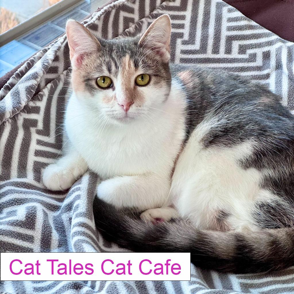 Enlarge Ritz, a Adoptable Domestic Short Hair in Chapel Hill, NC image 3/5