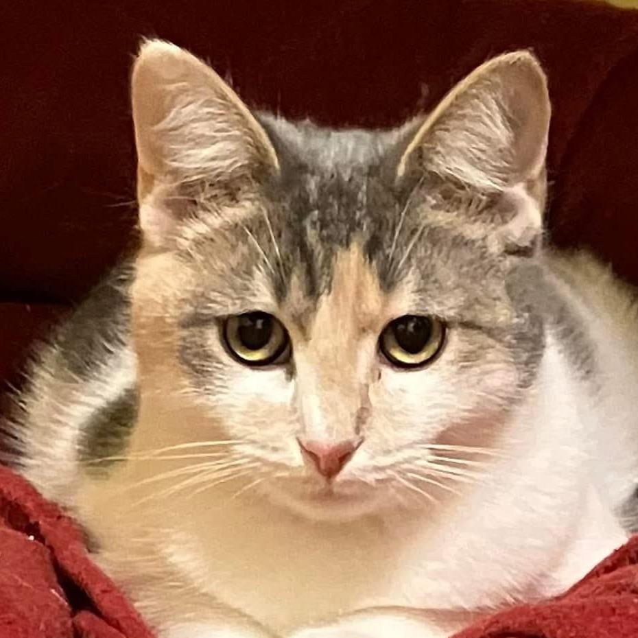 Enlarge Ritz, a Adoptable Domestic Short Hair in Chapel Hill, NC image 2/2