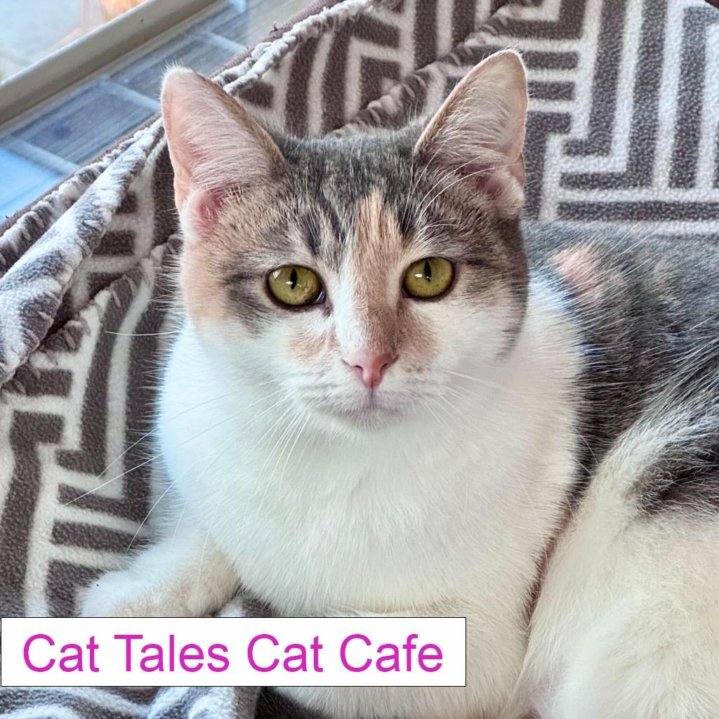 Enlarge Ritz, a Adoptable Domestic Short Hair in Chapel Hill, NC image 5/5