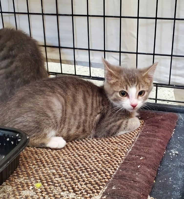 Bangs, Adoptable, Young Female Domestic Short Hair.