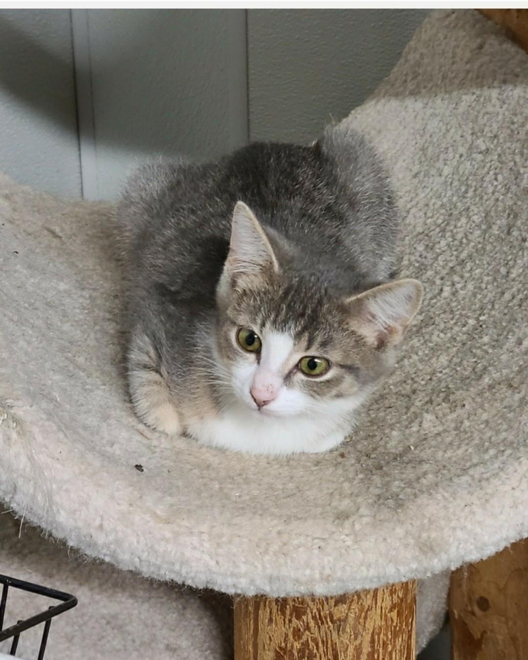 Enlarge Bangs, a Adoptable Domestic Short Hair in Brighton, MI image 2/6