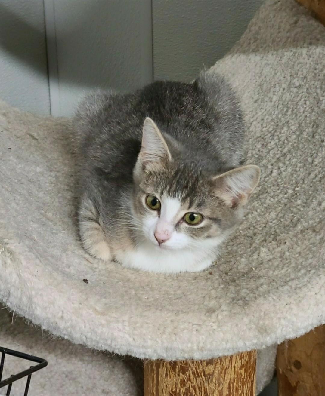 Enlarge Bangs, a Adoptable Domestic Short Hair in Brighton, MI image 3/6