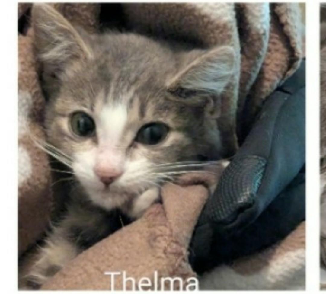 Enlarge Bangs, a Adoptable Domestic Short Hair in Brighton, MI image 4/6