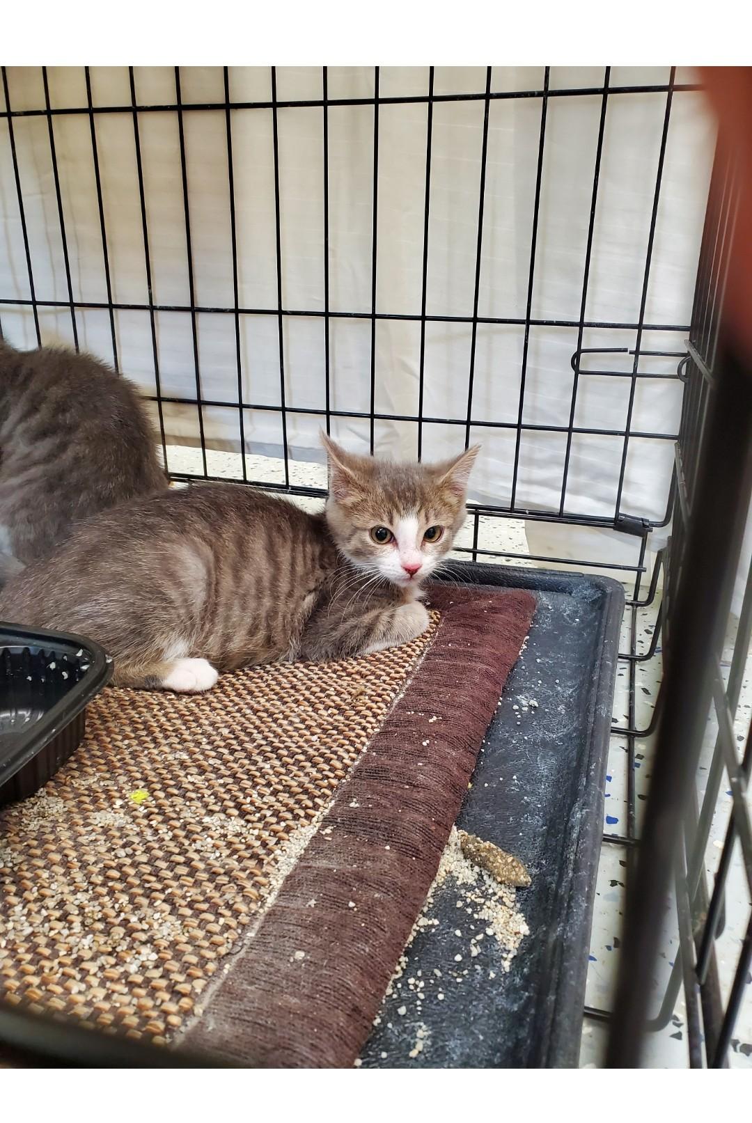 Bangs, Adoptable, Young Female Domestic Short Hair.
