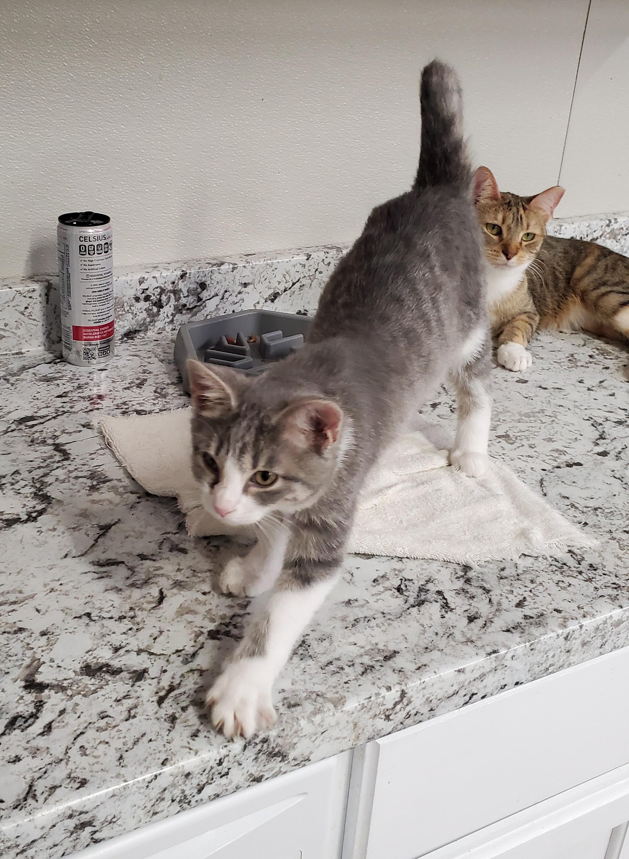 Enlarge Bangs, a Adoptable Domestic Short Hair in Brighton, MI image 6/6