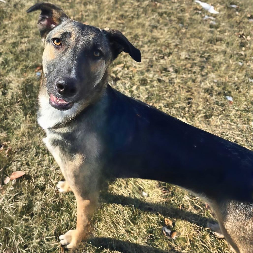 Dajana, a Adoptable Mixed Breed in Joliet, IL image 2/6