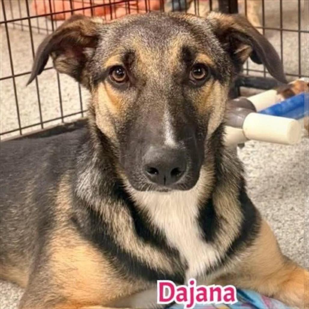 Dajana, a Adoptable Mixed Breed in Joliet, IL image 5/6