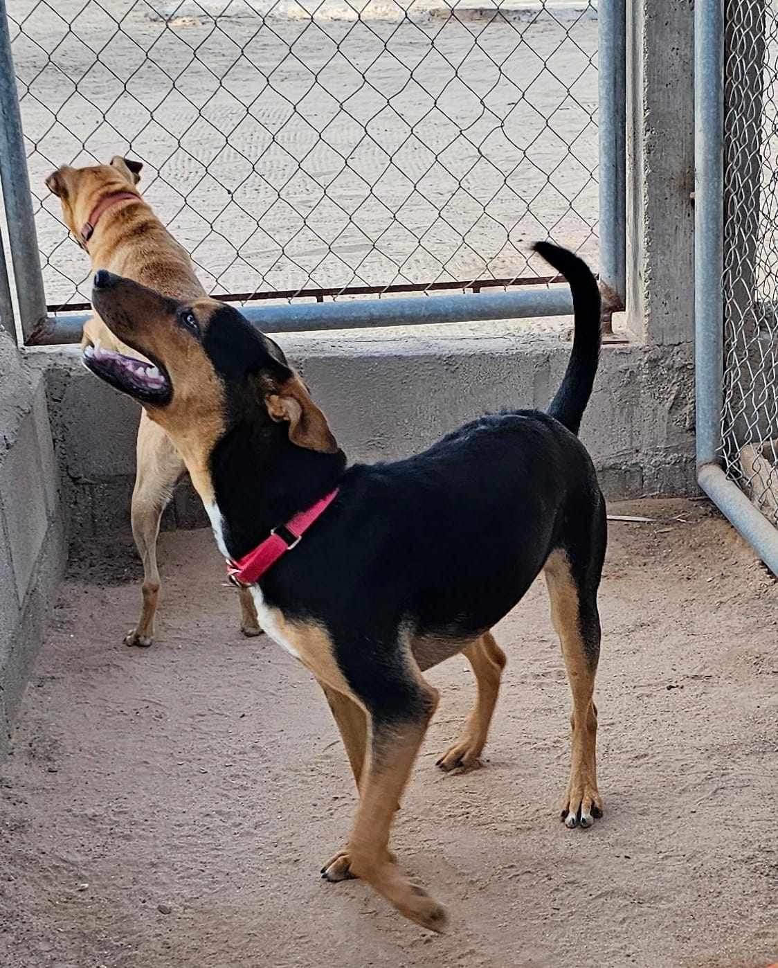 Enlarge Felicia, a Adoptable Mixed Breed in Puyallup, WA image 2/3